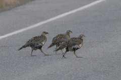 Centrocercus urophasianus