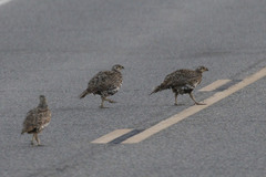 Centrocercus urophasianus