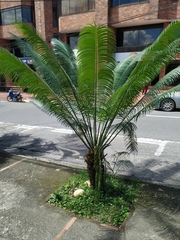 Cycas rumphii