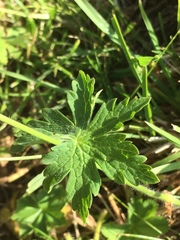 Geranium phaeum lividum