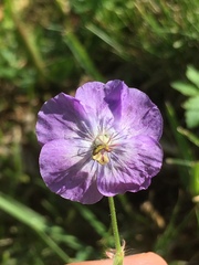 Geranium phaeum lividum