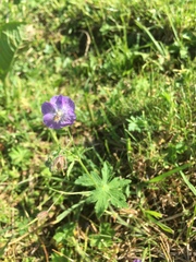 Geranium phaeum lividum