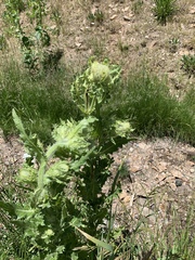 Cirsium scariosum