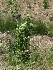 Cirsium scariosum