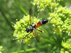 Cylindromyia brassicaria