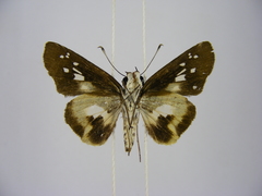 Andronymus caesar philander