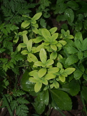 Hylotelephium telephium