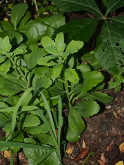 Hylotelephium telephium