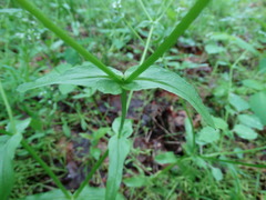 Valerianella chenopodifolia