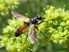 Cylindromyia brassicaria