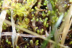 Marsupella sphacelata