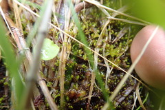 Marsupella sphacelata