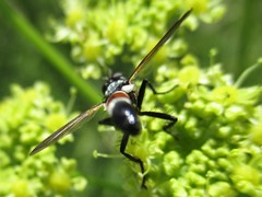 Cylindromyia brassicaria