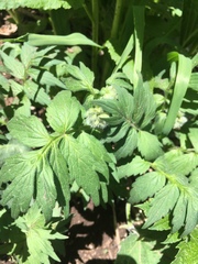 Hydrophyllum fendleri