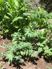 Hydrophyllum fendleri