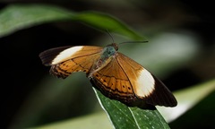 Cirrochroa orissa