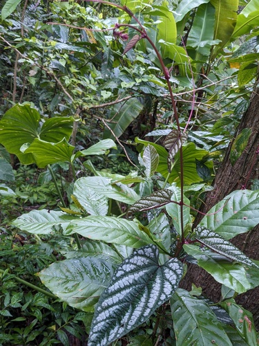 Cissus discolor, photograph 2