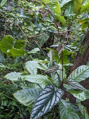 Cissus discolor, photograph (c) Eric Knight, some rights reserved (CC BY)