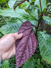 Cissus discolor, photograph (c) Eric Knight, some rights reserved (CC BY)