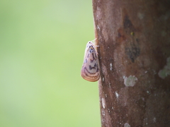 Copsyrna maculata