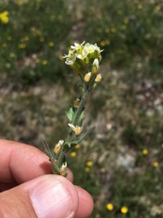 Draba cana