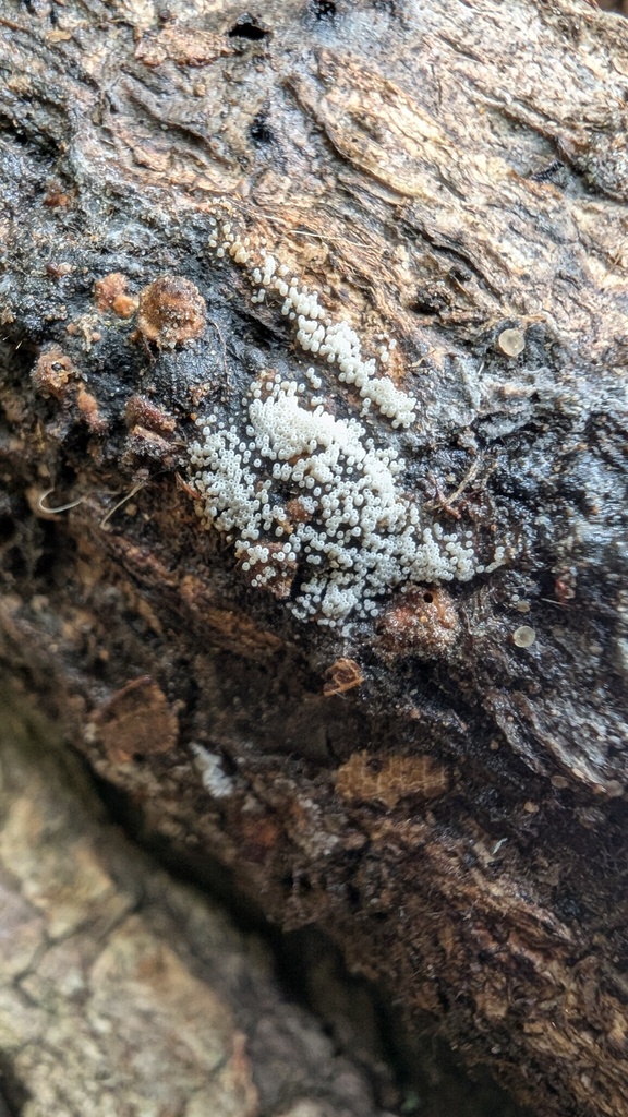 Henningsomyces candidus · October 2024 · photo: © atsushi_nakajima_cirque (iNaturalist, cc-by)