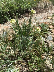 Draba cana