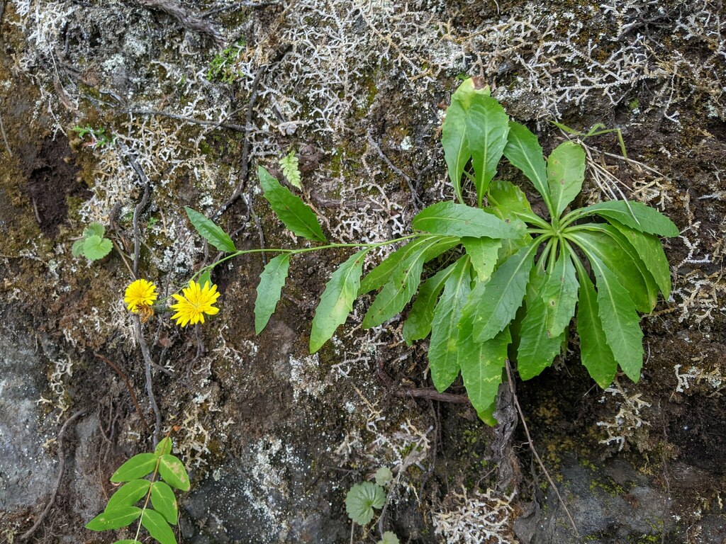 Tolpis macrorhiza