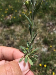 Draba cana