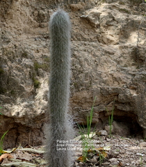 Cephalocereus senilis
