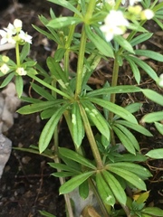 Galium pumilum