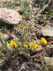 Draba heilii