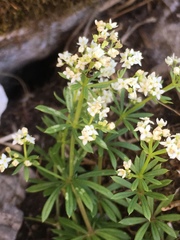 Galium pumilum