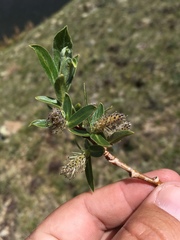 Salix wolfii