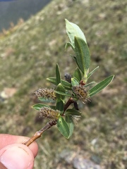 Salix wolfii