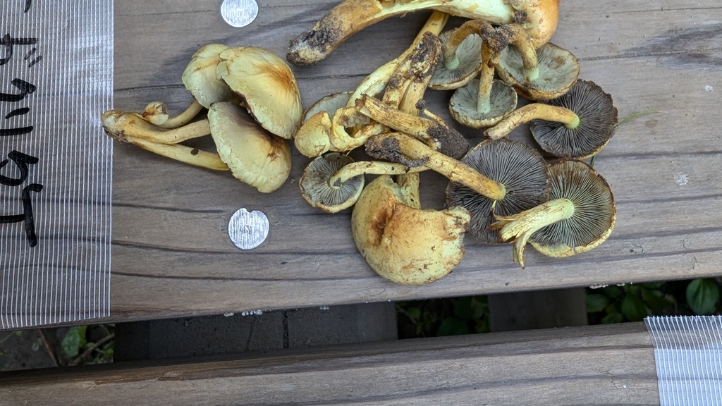 Hypholoma fasciculare · October 2024 · photo: © atsushi_nakajima_cirque (iNaturalist, cc-by)