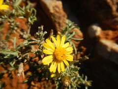 Oedera humilis
