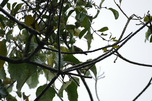 Javan Heleia (Heleia javanica), photo 4