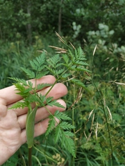 Conioselinum tataricum
