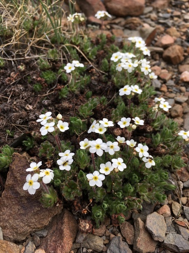 Lehmann's rockjasmine (Androsace lehmanniana)