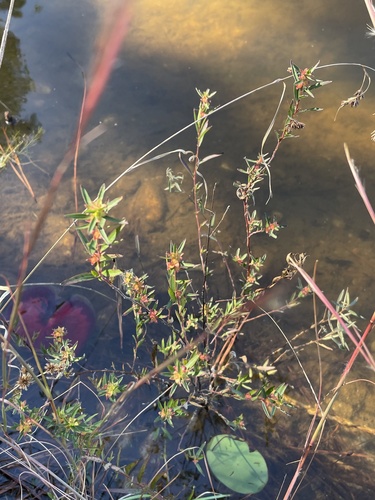 Image of Ludwigia linearis by no rights reserved