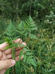 Conioselinum tataricum