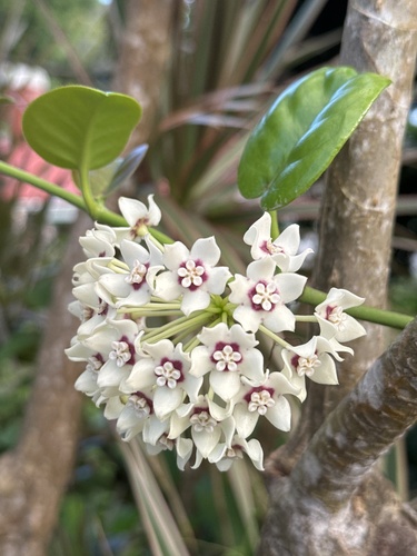 Hoya australis