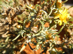 Oedera humilis