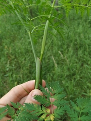 Conioselinum tataricum