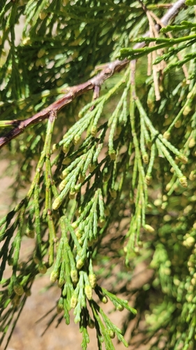 iNaturalist observation photo of California incense-cedar