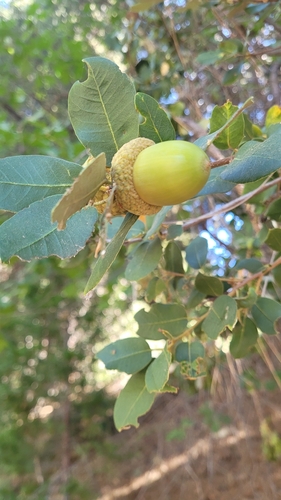 iNaturalist observation photo of canyon live oak