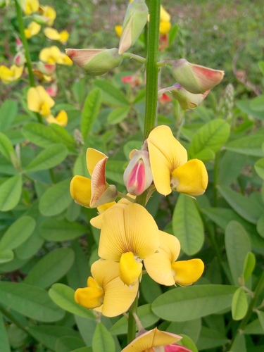 Rattleweed