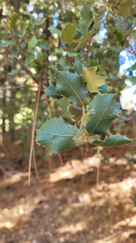 iNaturalist observation photo of canyon live oak