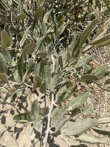 Beautempsia avicenniifolia (Beautempsia avicenniifolia)